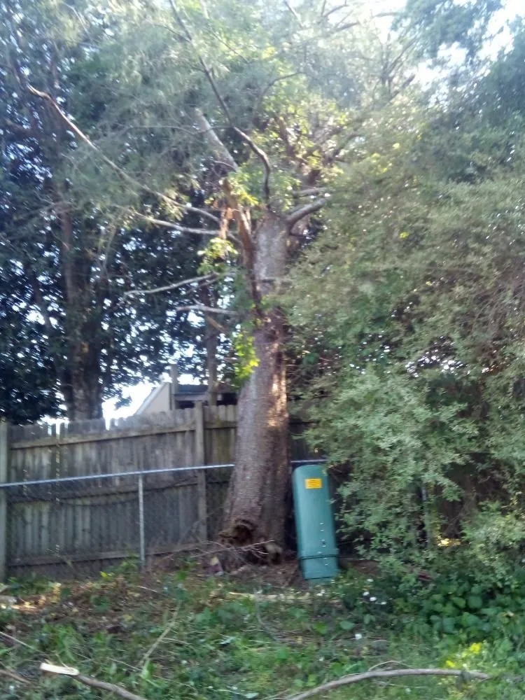 Professional lawn care service in Union, SC by Taylor's Treescapes