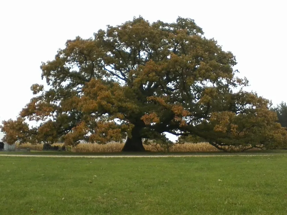 Custom landscaping services with custom design across Princeton, IL - Taylor's Way