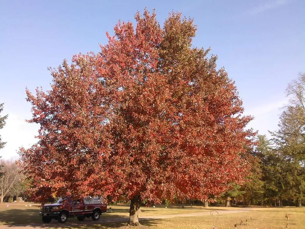 Reliable outdoor landscaping experts serving Princeton, IL - Taylor's Way