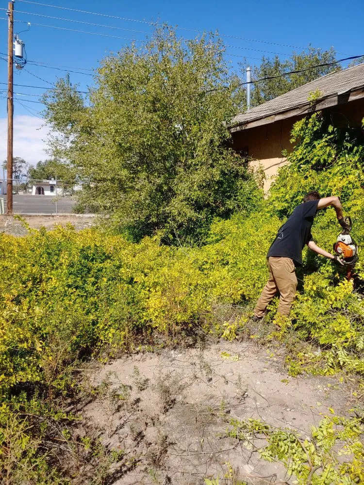 Top-rated yard maintenance in Albuquerque, NM by Tazz Landscape and Trash Removal