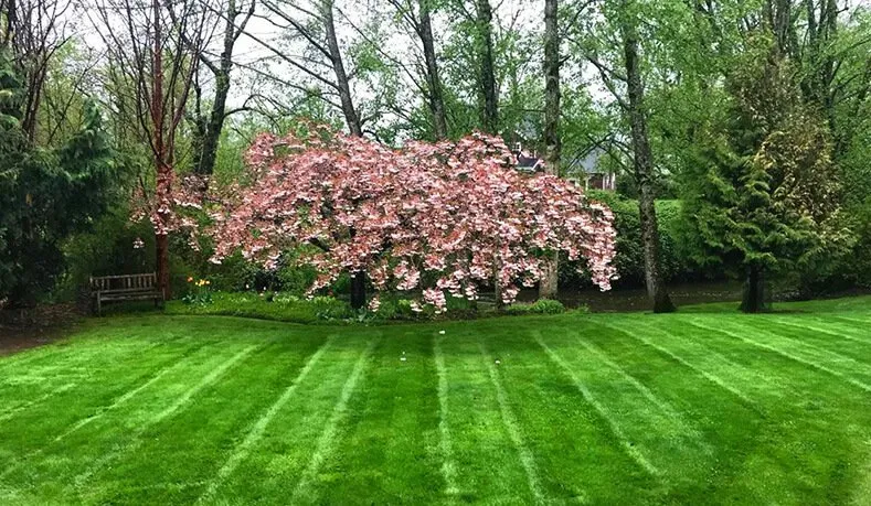 Expert residential landscaping for beautiful yards across Sumas, WA - TB Lawns and Yard Maintenance