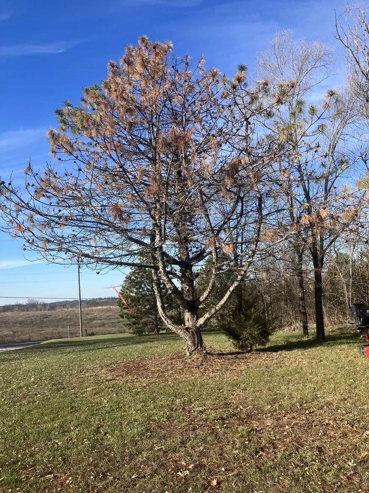 Professional landscape installation for beautiful yards in Bonner Springs, KS by T&B Services