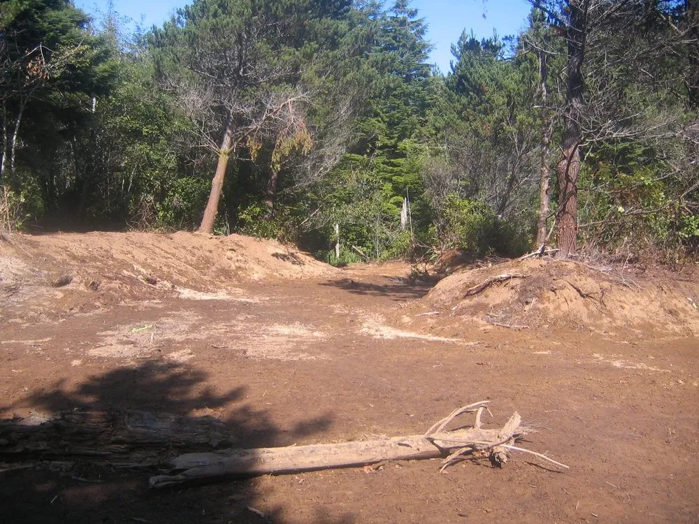 Custom yard cleanup service experts serving Oakland, OR - TBI Land Management