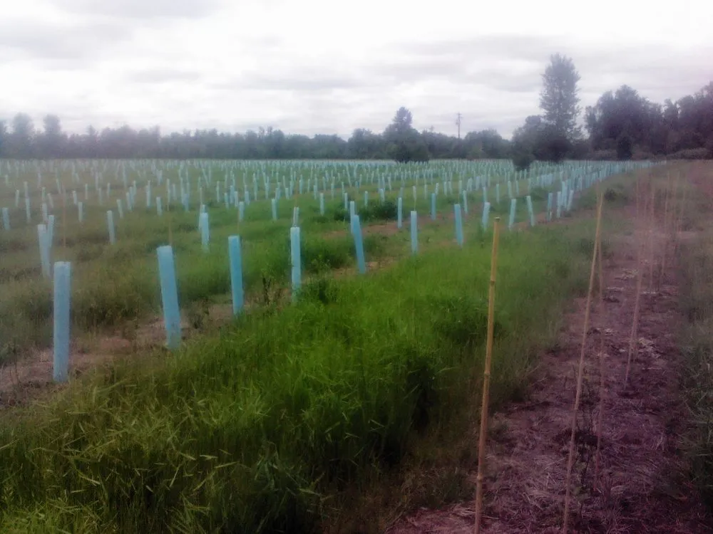 Expert landscape installation for homes across Oakland, OR - TBI Land Management