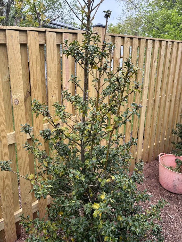 Expert yard maintenance for homes across Springfield, VA - T.B.I. Lawn Care Professionals