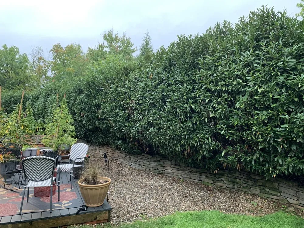 Affordable yard maintenance experts serving Springfield, VA - T.B.I. Lawn Care Professionals