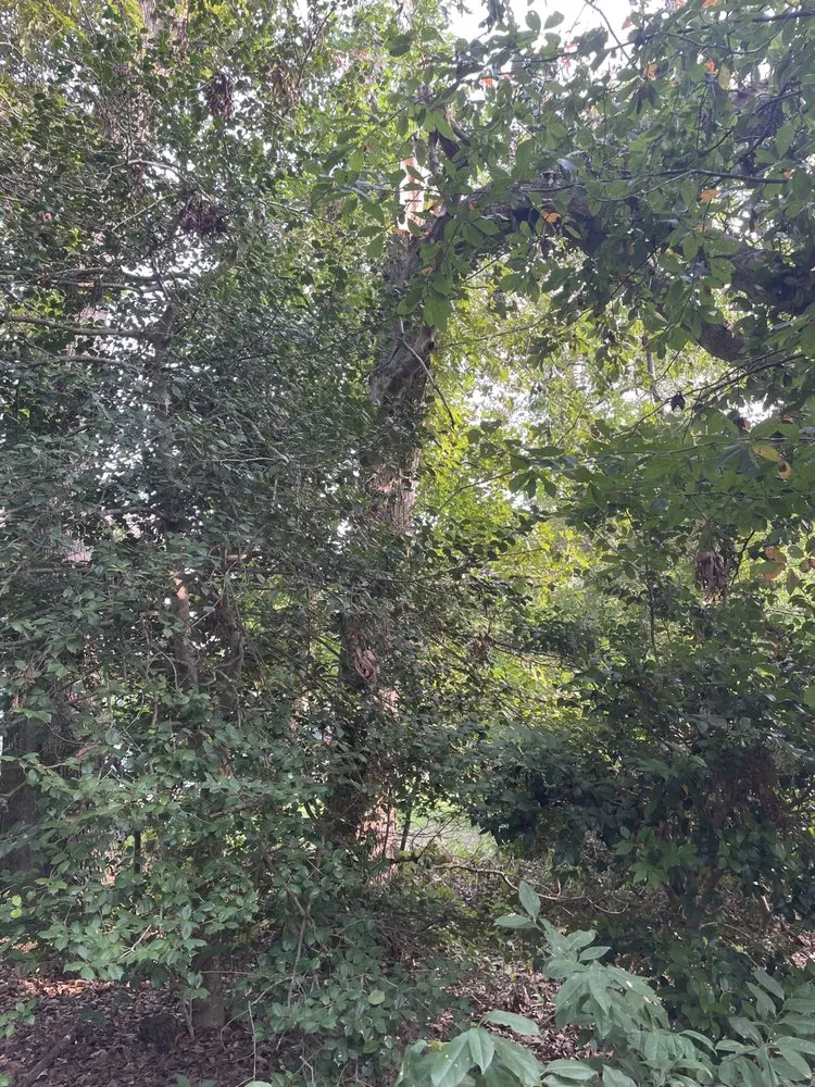 Local yard cleanup service in Heathsville, VA - TBL Lawn Care