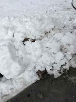 TBTFW Landscaping and Snow Removal Logo