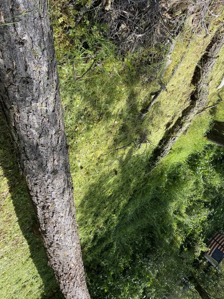 Professional landscaping services for beautiful yards in Pollock Pines, CA by TC & D Landscaping and Cleaning Services