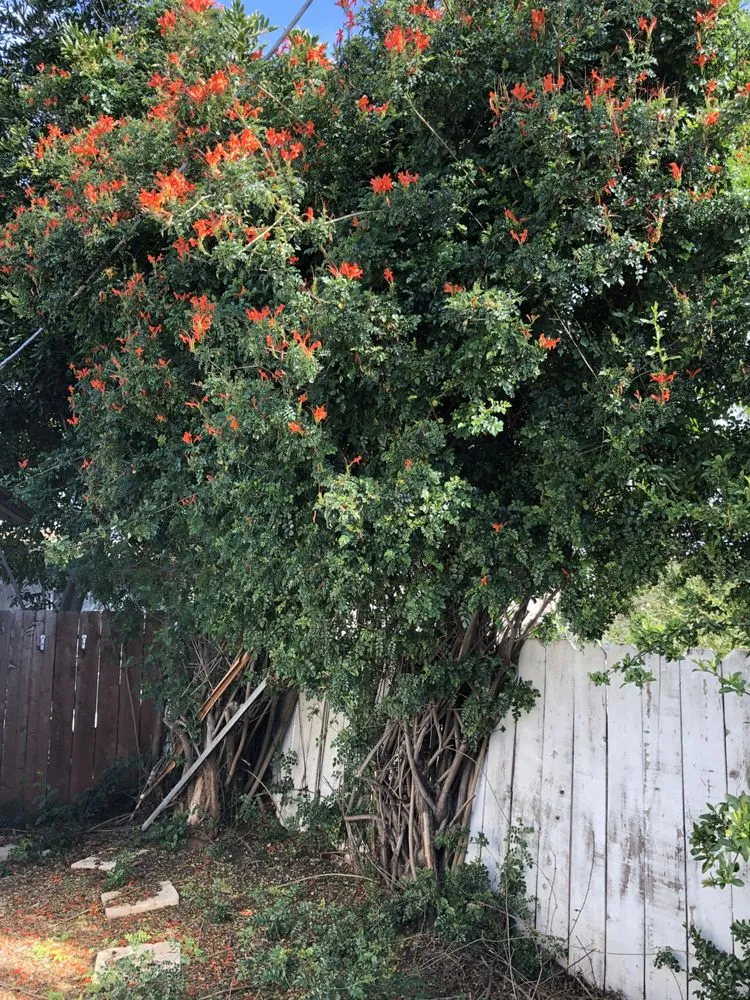 Affordable lawn care service for beautiful yards in San Diego, CA by TC Environmental Service