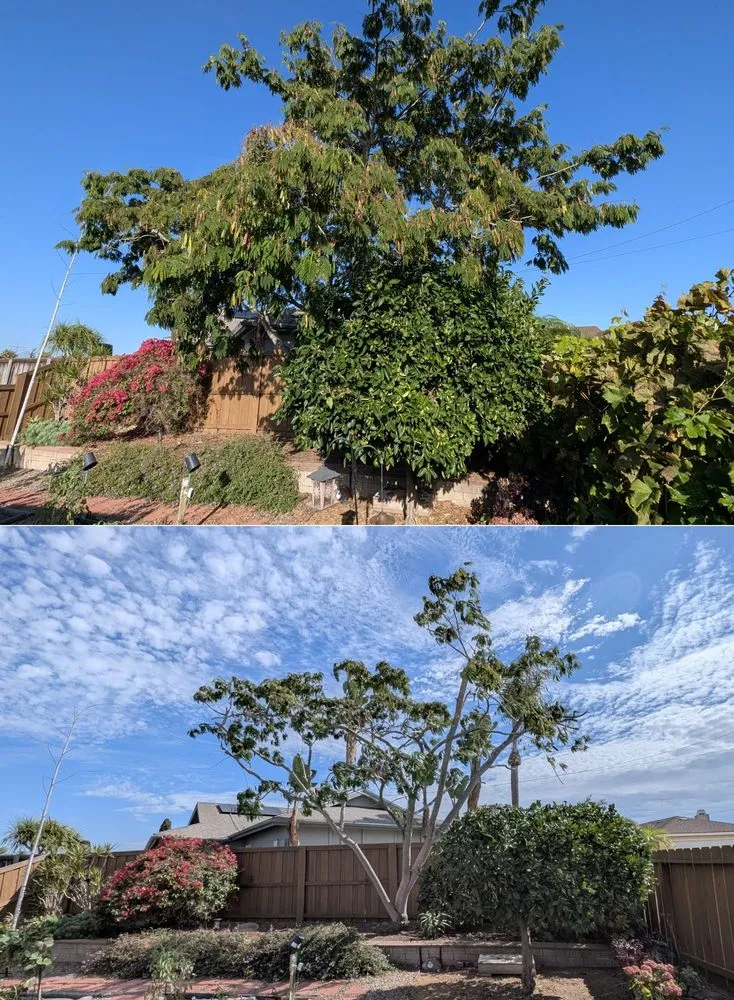 Expert residential landscaping in San Diego, CA by TC Environmental Service