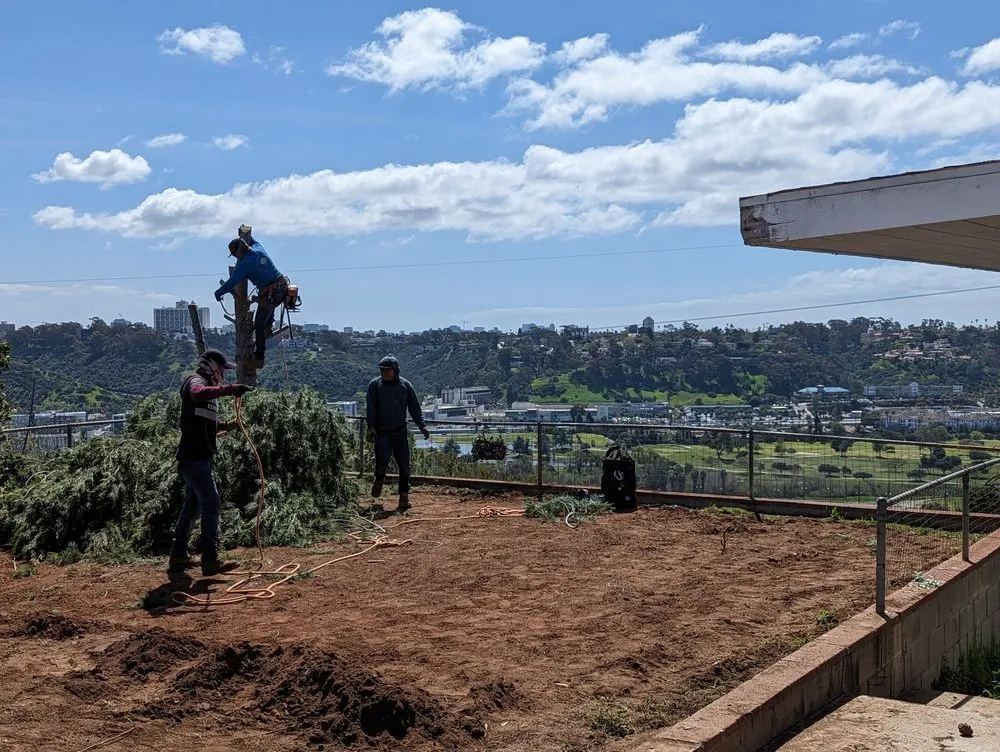 Professional lawn care service for outdoor upgrades in San Diego, CA by TC Environmental Service