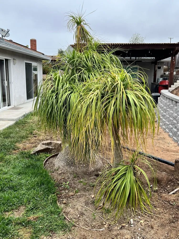 Expert outdoor landscaping with custom design in San Diego, CA by TC Environmental Service