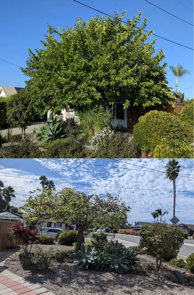 Expert yard maintenance in San Diego, CA by TC Environmental Service