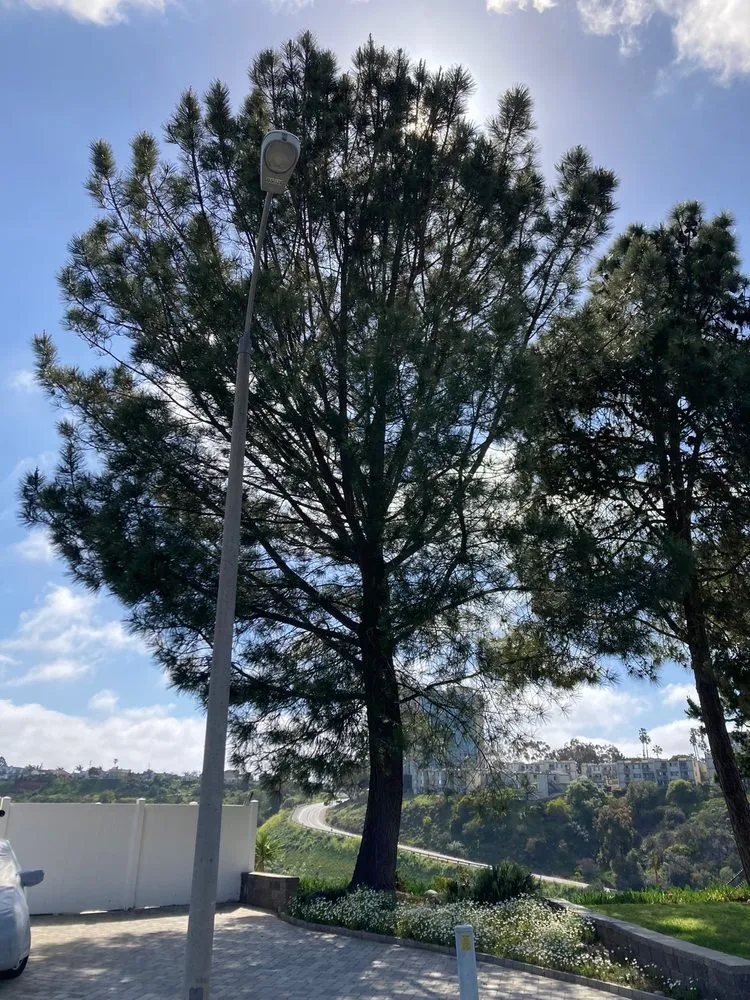 Trusted garden landscaping experts serving San Diego, CA - TC Environmental Service