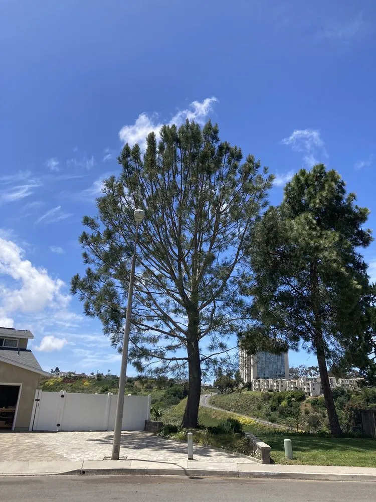 Trusted yard maintenance for residential properties across San Diego, CA - TC Environmental Service