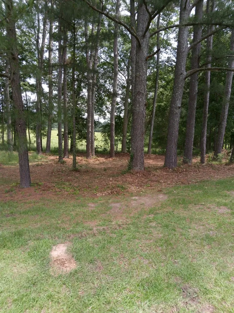 Top-rated yard cleanup service for year-round maintenance in Carthage, MS by TC Landservice