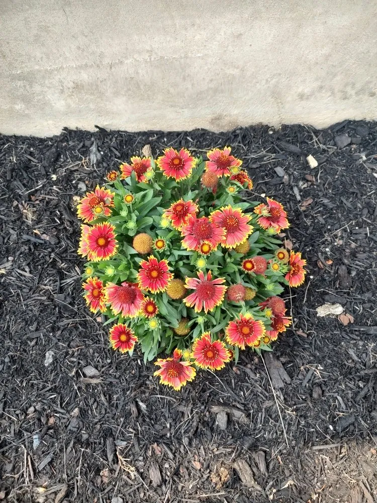 Trusted outdoor landscaping experts serving Myerstown, PA - T.C. Outdoors