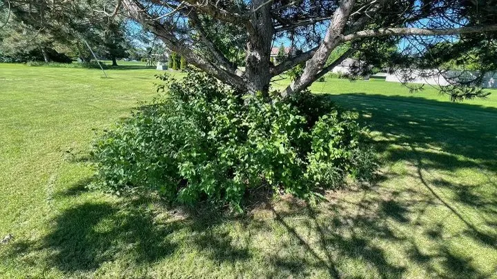 Custom yard cleanup service experts serving Vernon, WI - T&C Property Maintenance