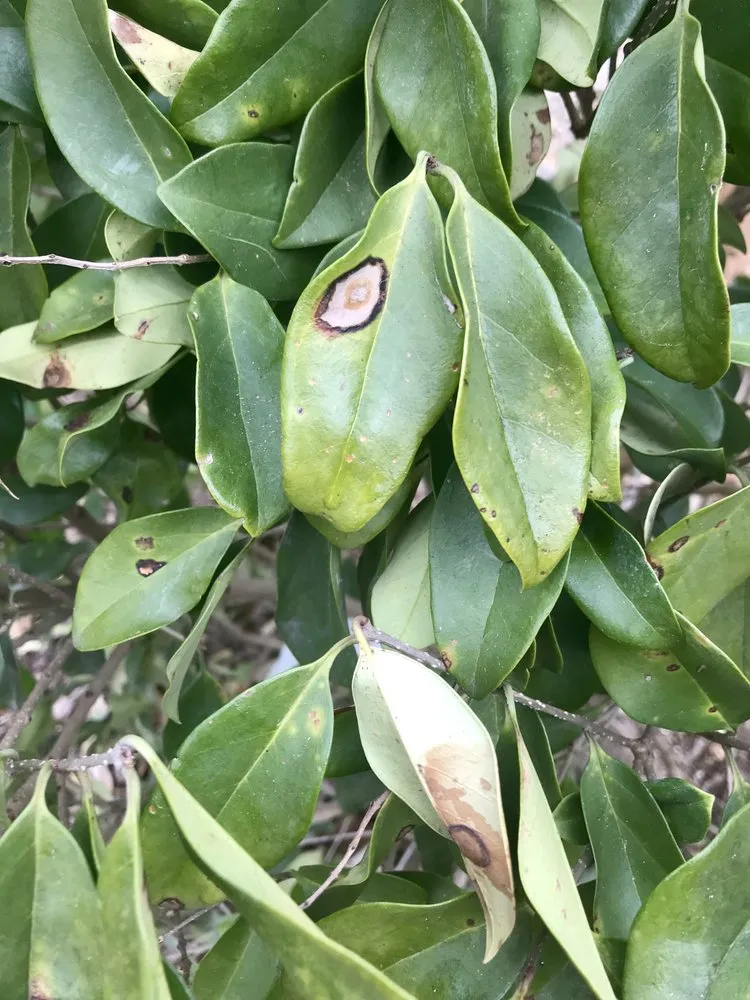 Local landscaping services experts serving Georgetown, TX - TCB Landscaping