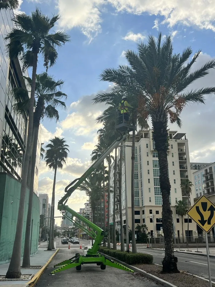 Professional landscaping services experts serving Thonotosassa, FL - TCC Enterprise