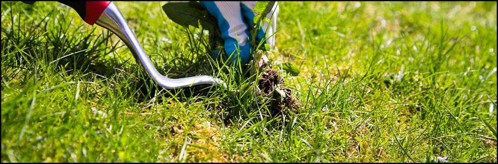 Affordable yard maintenance in Marietta, GA by TCG Lawn Maintenance