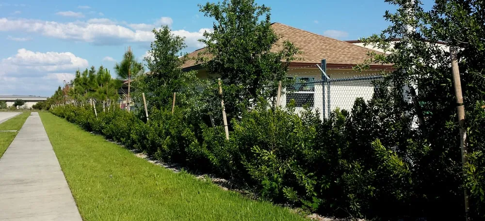 Expert yard cleanup service for homes across Lehigh Acres, FL - TCI Sod & Landscape