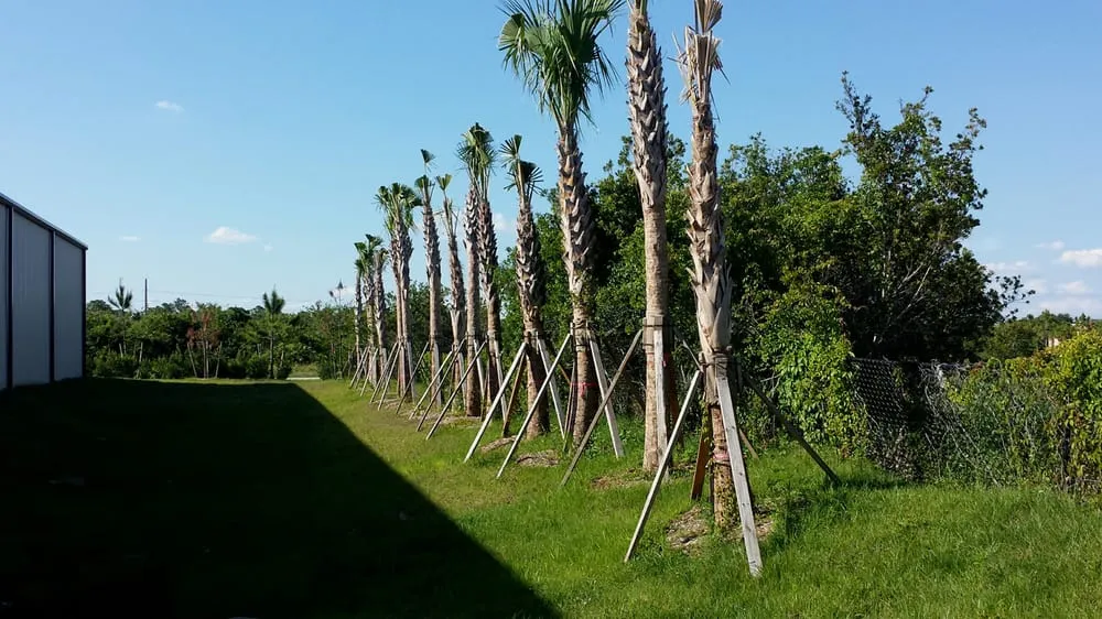 Reliable landscape design for year-round maintenance across Lehigh Acres, FL - TCI Sod & Landscape