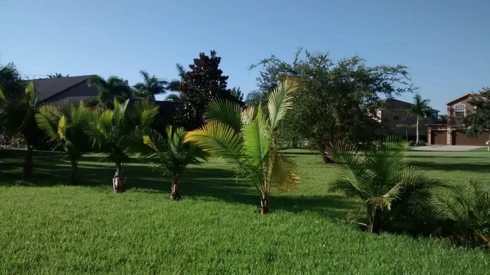 Expert landscape design for year-round maintenance across Lehigh Acres, FL - TCI Sod & Landscape