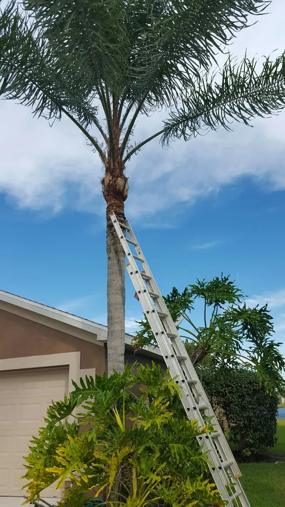 Affordable yard cleanup service for year-round maintenance across Lehigh Acres, FL - TCI Sod & Landscape