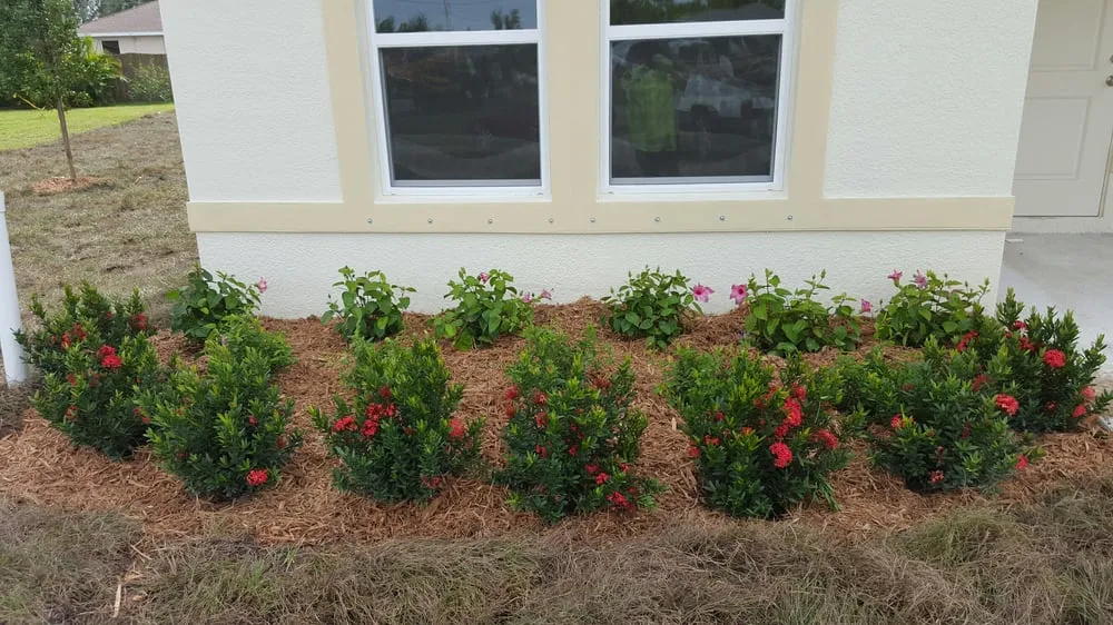 Professional yard maintenance experts serving Lehigh Acres, FL - TCI Sod & Landscape