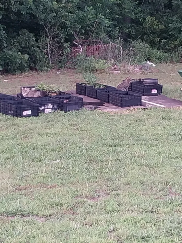 Custom yard cleanup service experts serving Joplin, MO - TCP Lawncare