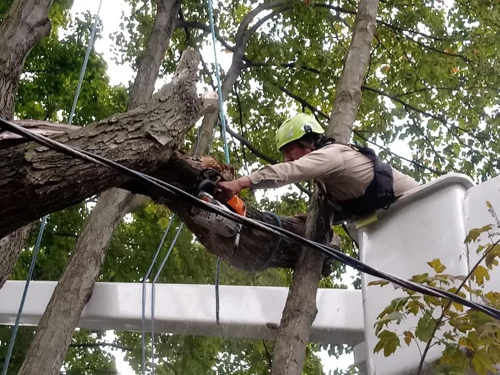 Affordable landscaping services near you across Whitehall, OH - TCT Property Enterprises