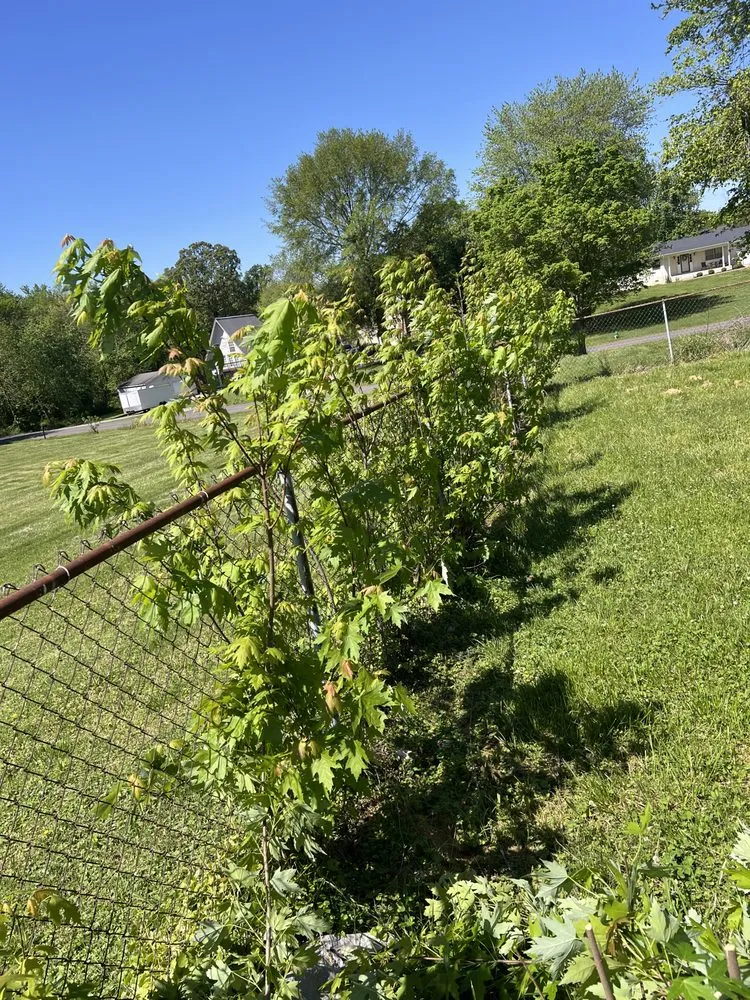 Top-rated yard cleanup service experts serving Wingo, KY - Td Clean Ups