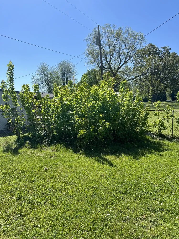 Custom lawn care service for residential properties in Wingo, KY by Td Clean Ups