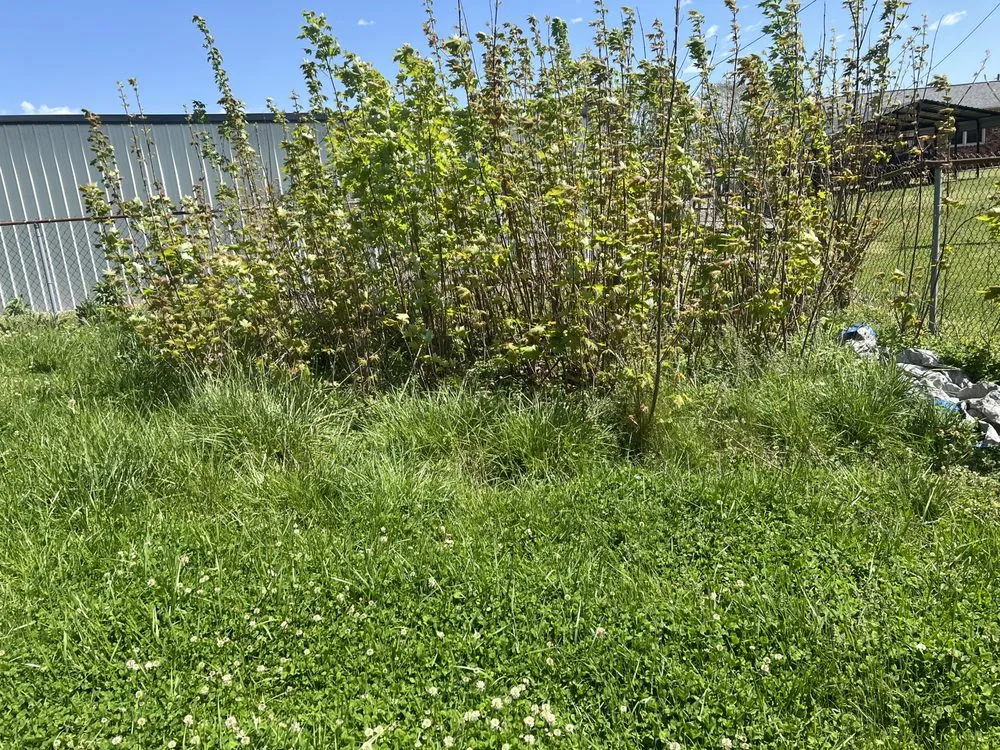 Trusted residential landscaping in Wingo, KY - Td Clean Ups