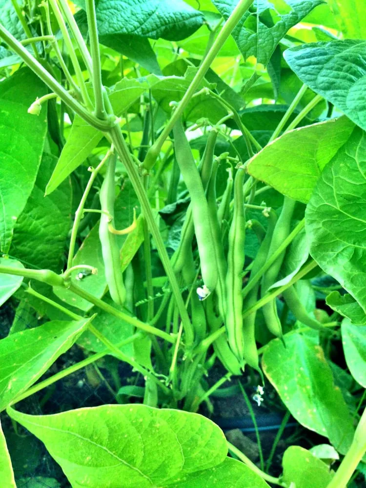 Affordable garden landscaping in Scottsdale, AZ by T&d Gardening, Inc