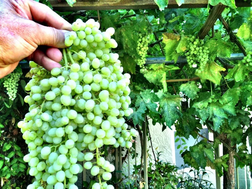 Top-rated landscape installation for homes in Scottsdale, AZ by T&d Gardening, Inc