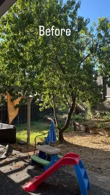 TD Professional Landscaping Logo