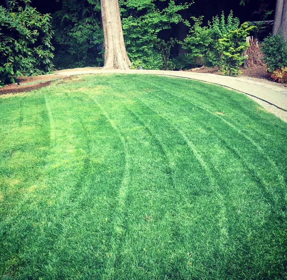 Affordable lawn mowing service in Renton, WA by T&D Professional Services