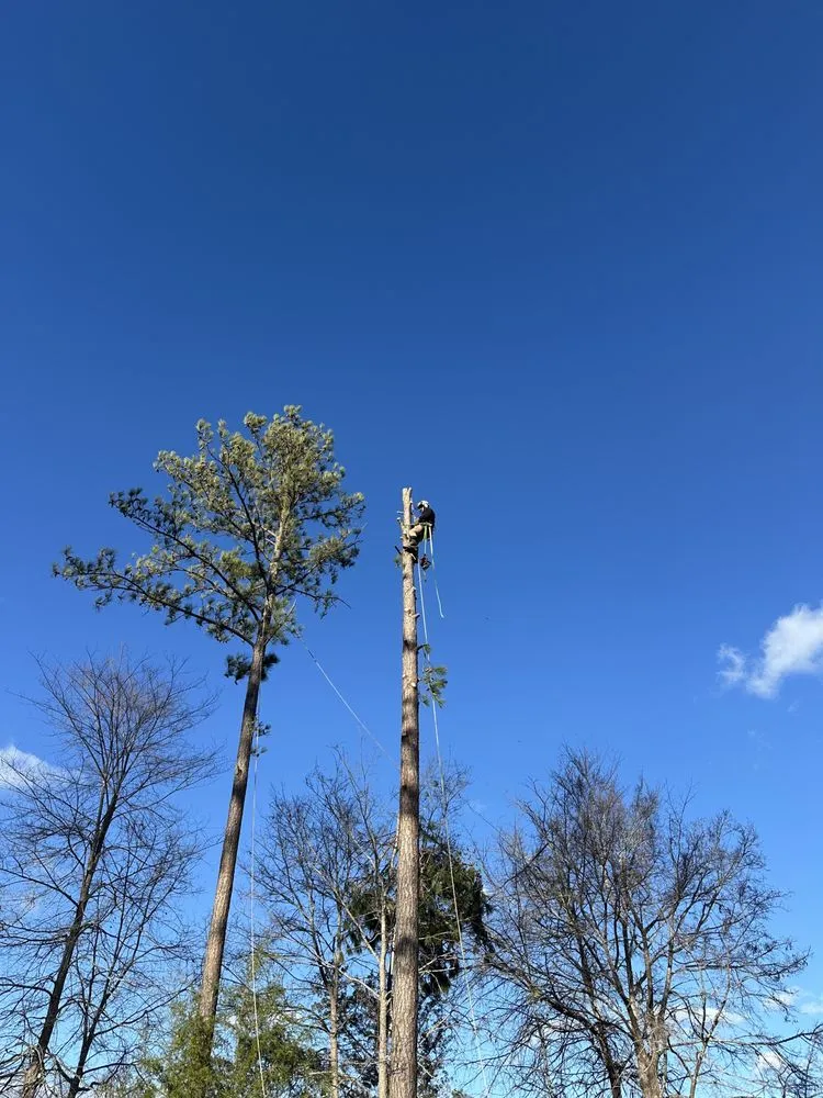 Local yard cleanup service in Greenwood, SC - TD TREE AND CONCRETE