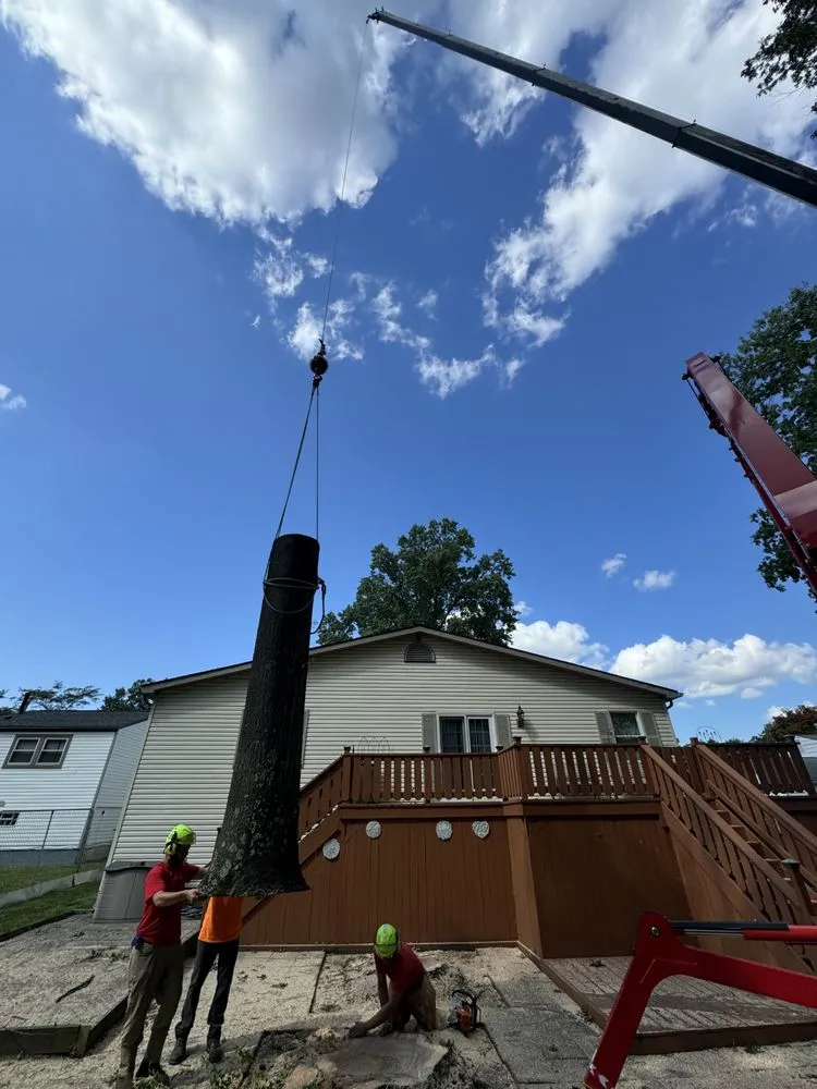 Affordable yard cleanup service in Hubbard, OH by T&D Tree Service