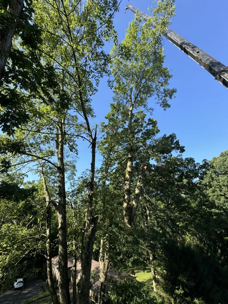 Trusted yard maintenance in Hubbard, OH by T&D Tree Service