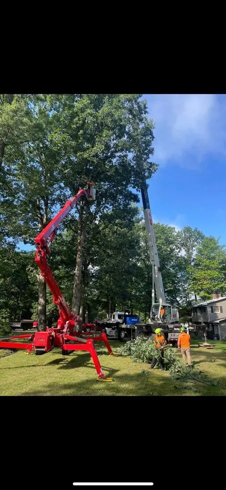 Expert yard cleanup service in Hubbard, OH - T&D Tree Service