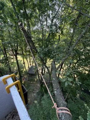 T&D Tree Service Logo