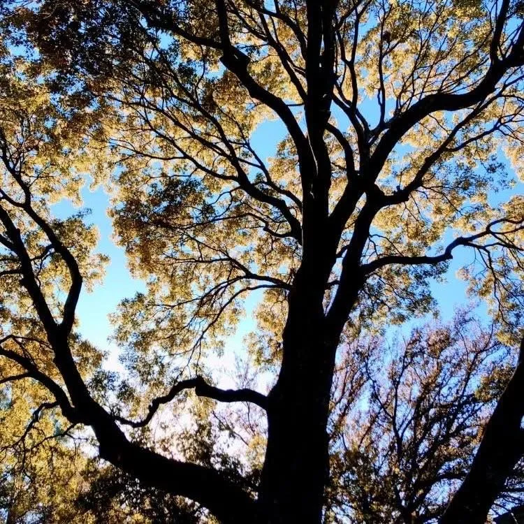 Reliable lawn care service experts serving Kingsland, TX - TD Trees