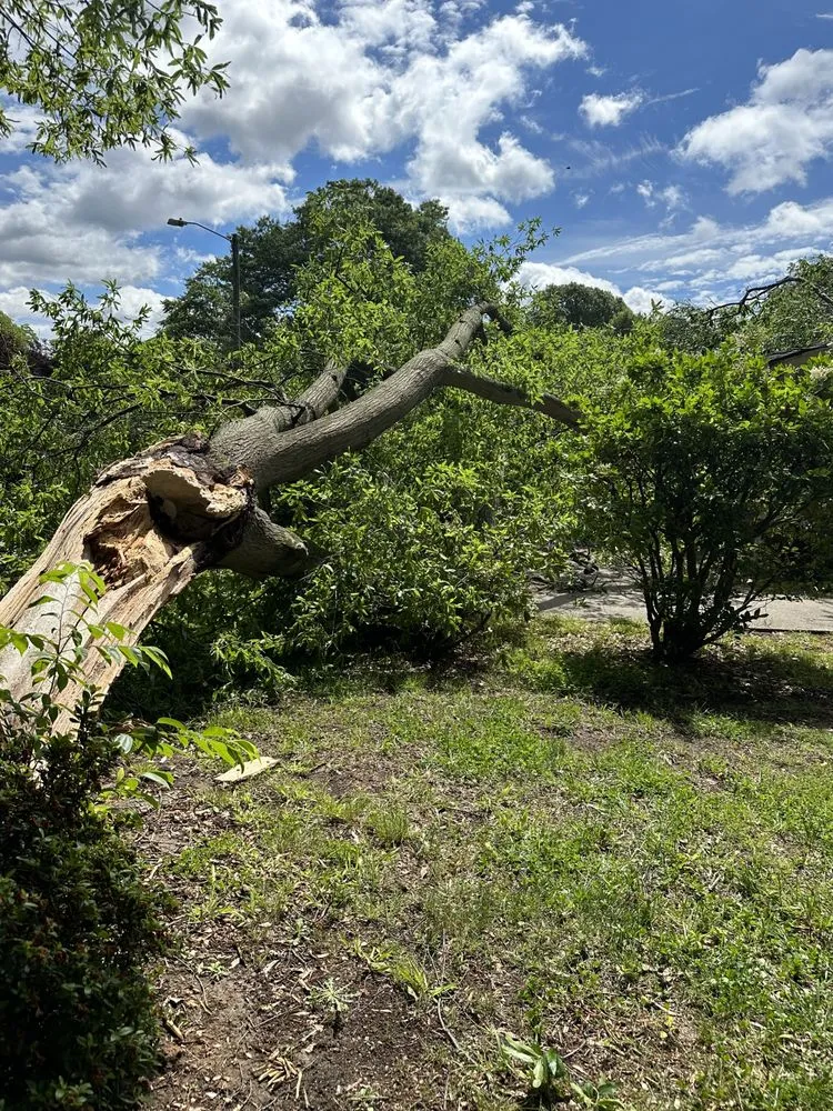Reliable yard cleanup service for beautiful yards in Taylorsville, NC by TD&A grading and landscaping