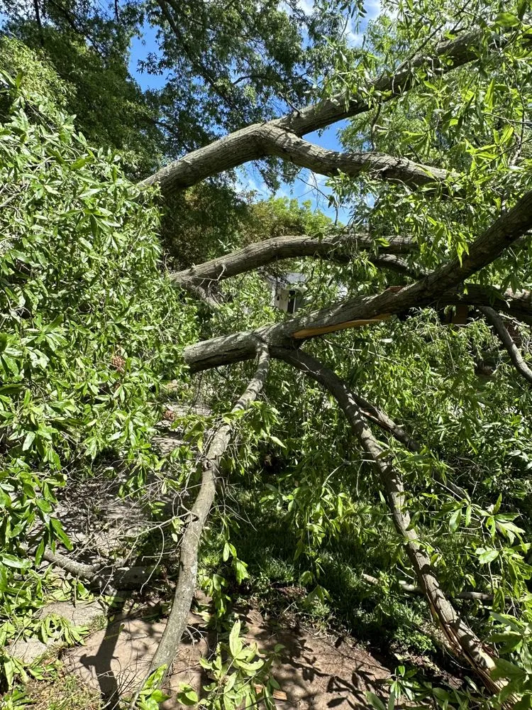 Expert landscape installation in Taylorsville, NC by TD&A grading and landscaping