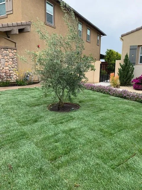 Custom residential landscaping for outdoor upgrades across Encinitas, CA - TDC Landscaping