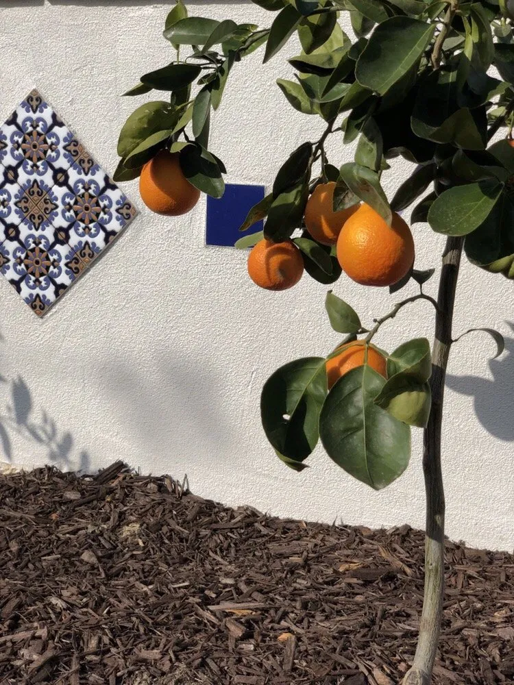 Local lawn mowing service experts serving Encinitas, CA - TDC Landscaping